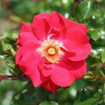 Olympic Flame Climbing Rose