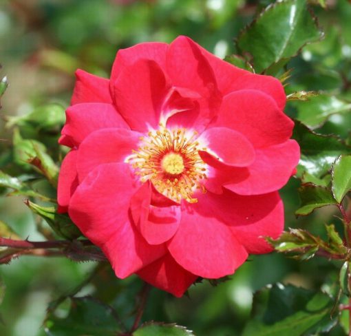 Olympic Flame Climbing Rose
