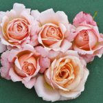 Peachy Patio Bush Rose