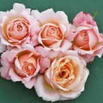 Peachy Patio Bush Rose