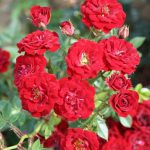 Peter Pan Patio Bush Rose