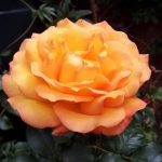 Precious Amber Bush Rose