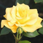Precious Gold Bush Rose