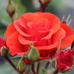 Precious Love Bush Rose