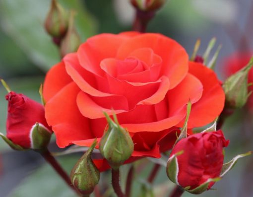 Precious Love Bush Rose
