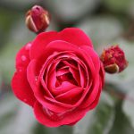 Precious Ruby Bush Rose