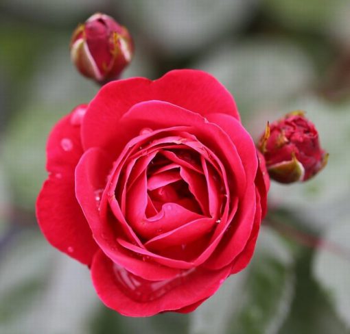 Precious Ruby Bush Rose