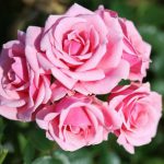 Pretty Polly Patio Bush Rose