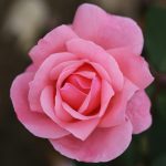 Queen Elizabeth Bush Rose