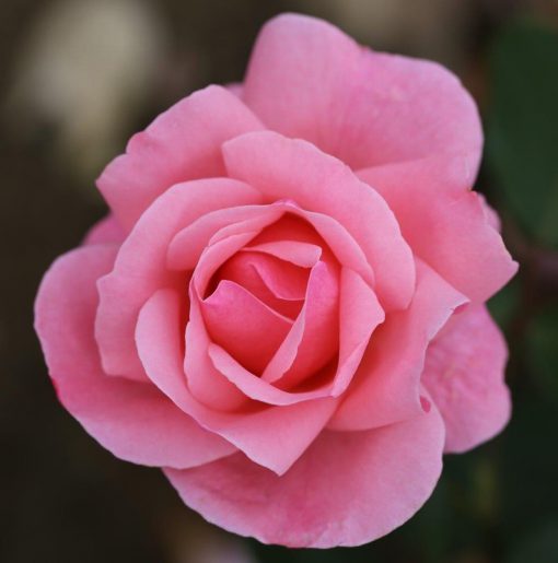 Queen Elizabeth Bush Rose