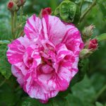 Rosa Gallica versicolour Bush Rose