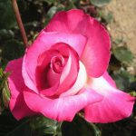 Rose Gaujard Bush Rose