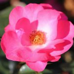 Rosy Cheeks Bush Rose