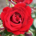 Ruby Romance Patio Bush Rose