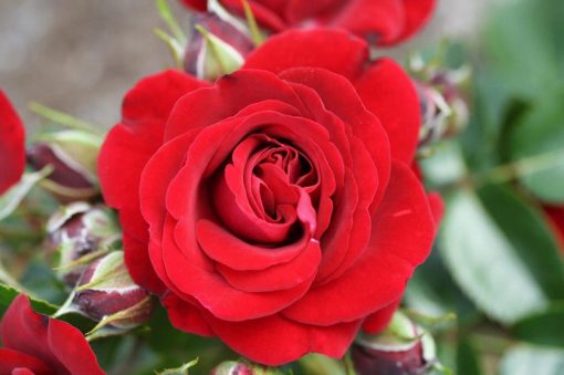 Ruby Romance Patio Bush Rose