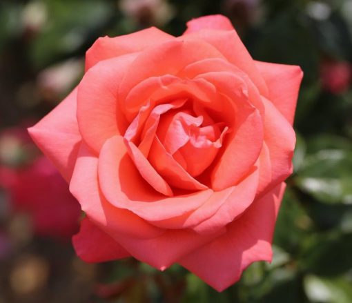 Showtime Bush Rose