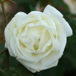 Silver Anniversary Bush Rose