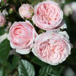 Silver Wishes (Patio Bush Rose)