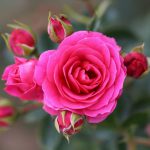 Starlight Express Climbing Rose