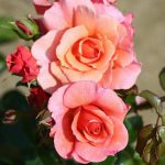 Summer Beauty Bush Rose