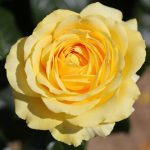 Summer Gold bush rose