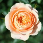 Sweet Dream Patio bush rose