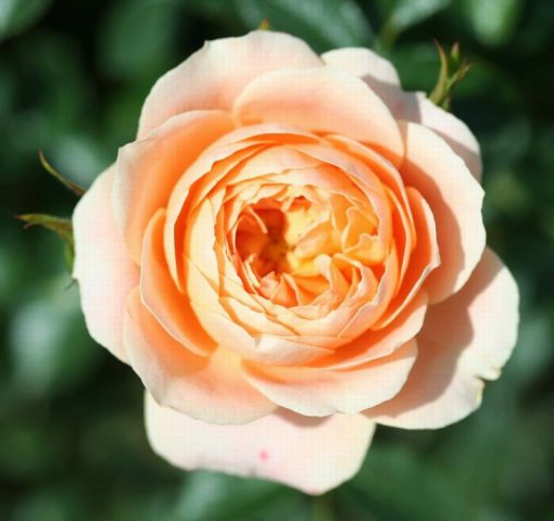 Sweet Dream Patio bush rose