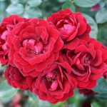 Sweet Wishes Patio bush rose