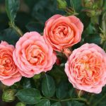 Sweet Wonder Patio bush rose