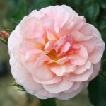 The Wren Bush rose