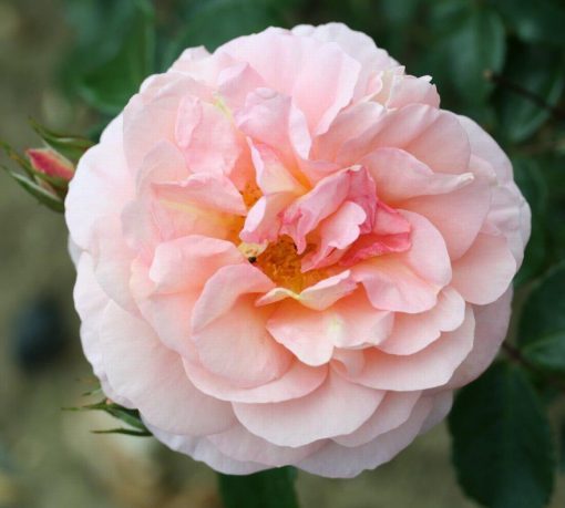 The Wren Bush rose