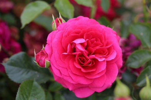 Truly Loved Bush Rose