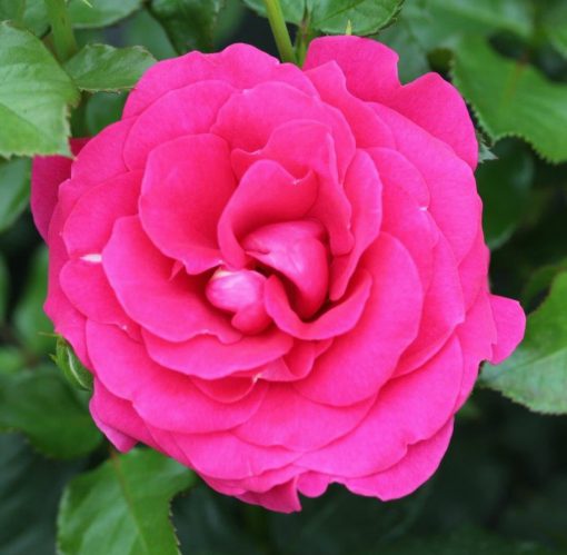 Truly Loved Bush Rose - Image 2
