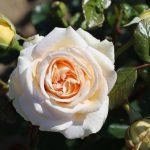 Timeless Cream Bush Rose