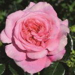 Timeless Pink bush rose