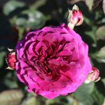 Timeless Purple Bush rose