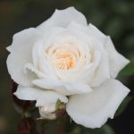 White Patio rose