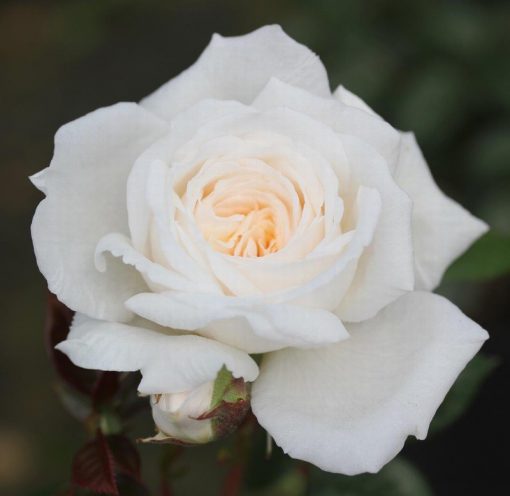 White Patio rose
