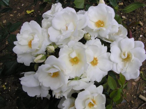 White Patio rose - Image 2