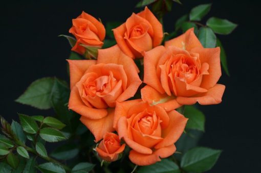 Wildfire Patio Rose