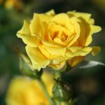 Yellow Patio rose