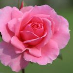 Your Beautiful bush rose