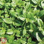 Herb - Basil - British Outdoor - Seeds