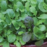 Salad Leaves - Winter Greens The Good Life Mixed - Seeds
