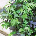 Salad Leaves - Frilly Mix - Seeds