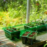 Visiroot Windowsill Propagator