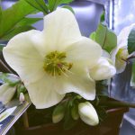 Helleborus Gold Collection – Ice N Roses - 4.5L
