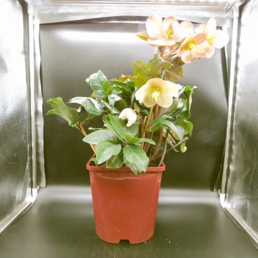 Helleborus - Maestro - 4.5L Pot - Image 2