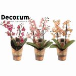 Phalaenopsis Perfium 2t mix (one plant)