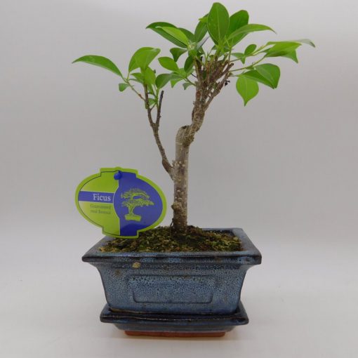 Bonsai mixed + ceramic pot and saucer